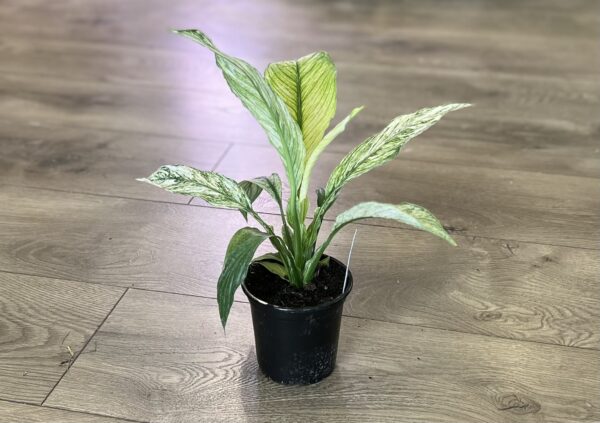 Spathiphyllum 'Jessica Peace Lily’ - Image 4