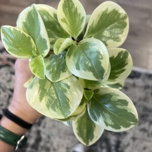 Peperomia obtusifolia variegated