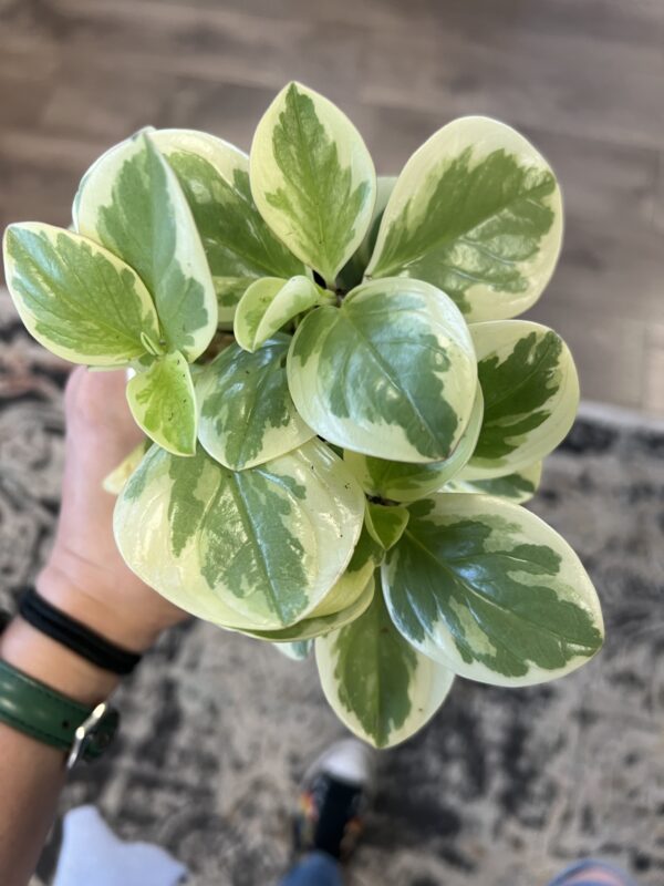 Peperomia obtusifolia variegated