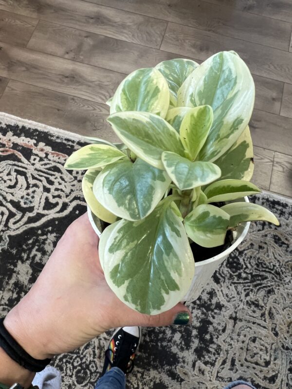 Peperomia obtusifolia variegated - Image 2