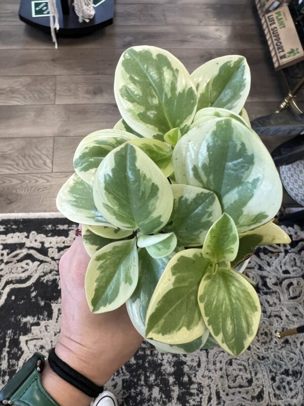 Peperomia obtusifolia variegated - Image 3