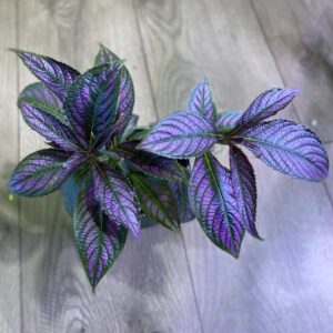 Strobilanthes dyerianus ‘Persian Shield’