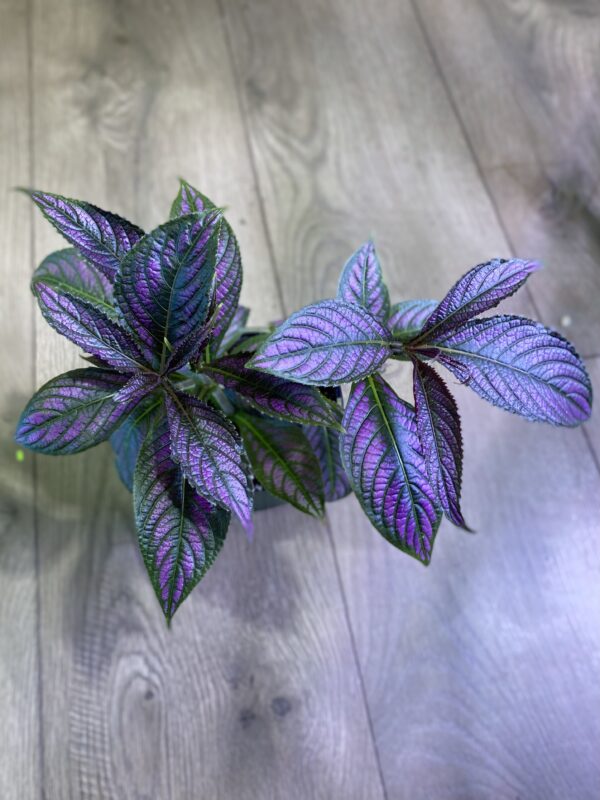 Strobilanthes dyerianus ‘Persian Shield’