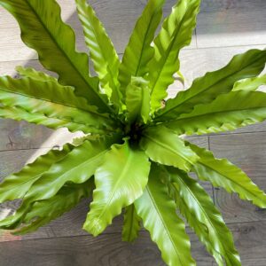 Asplenium nidus ‘Victoria Birds Nest Fern’