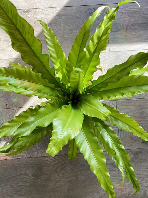 Asplenium nidus ‘Victoria Birds Nest Fern’