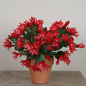 Rhipsalidopsis gaertneri ‘Red Easter Cactus’