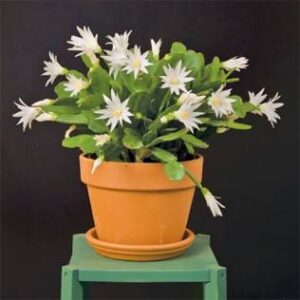 Rhipsalidopsis gaertneri ‘White Easter Cactus’