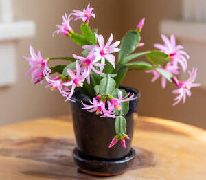 Rhipsalidopsis gaertneri ‘Pink Easter Cactus’