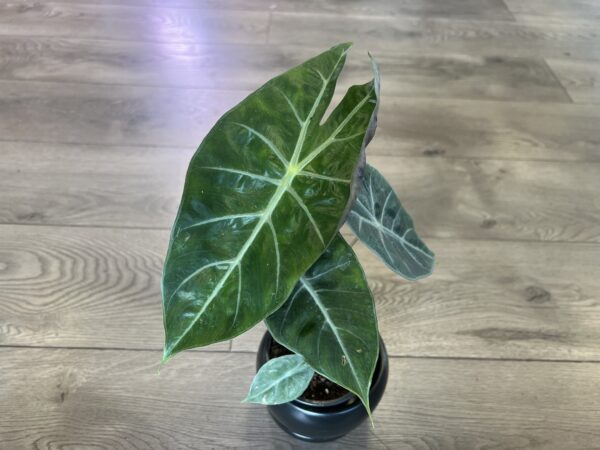 Alocasia ‘Pink Princess’ - Image 3