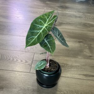 Alocasia ‘Pink Princess’