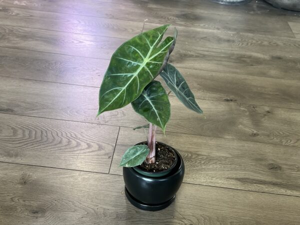 Alocasia ‘Pink Princess’