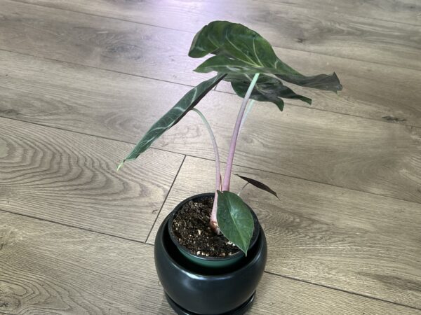 Alocasia ‘Pink Princess’ - Image 2