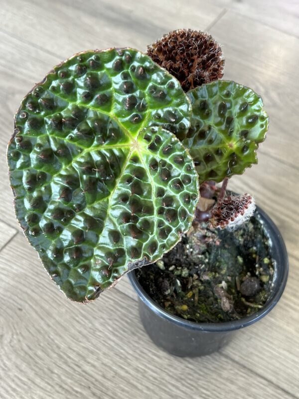 Begonia Rex ‘Ferox’