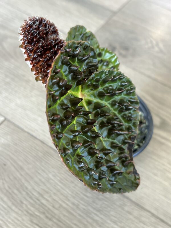 Begonia Rex ‘Ferox’ - Image 4