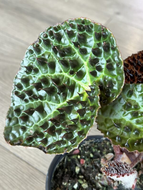 Begonia Rex ‘Ferox’ - Image 2