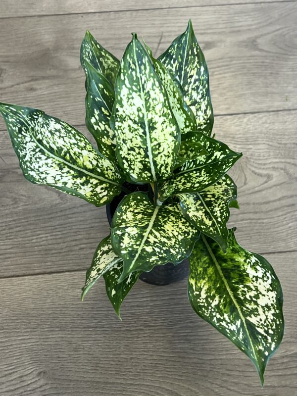 Aglaonema ‘Spring Snow’ - Image 3