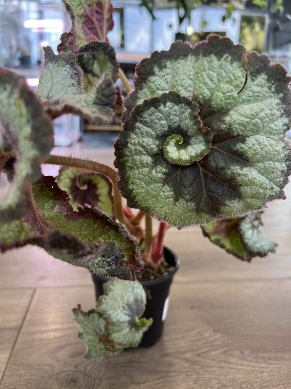 Begonia Rex ‘Escargot’ - Image 5