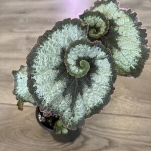 Begonia Rex ‘Escargot’