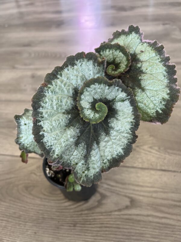 Begonia Rex ‘Escargot’