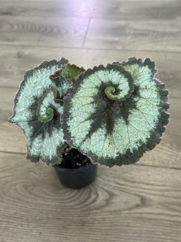 Begonia Rex ‘Escargot’ - Image 3