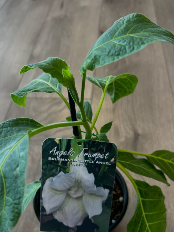 Brugmansia ‘Little Angel’ white flower - Image 2
