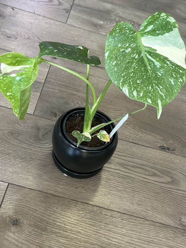 Monstera ‘Thai Constalation’ - Image 7