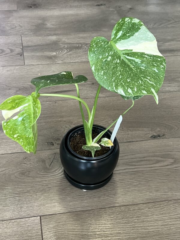 Monstera ‘Thai Constalation’ - Image 4