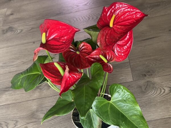 Anthurium araceae - Image 3