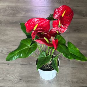 Anthurium araceae