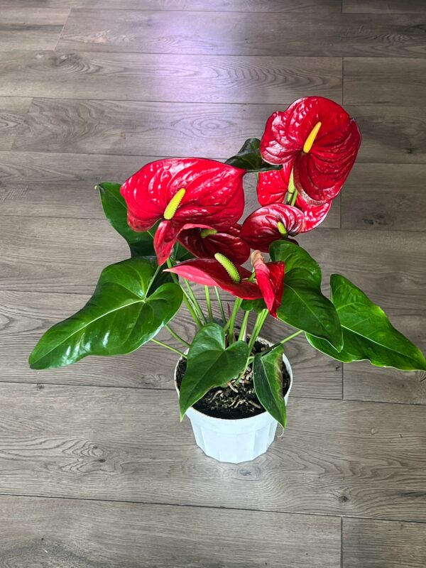 Anthurium araceae
