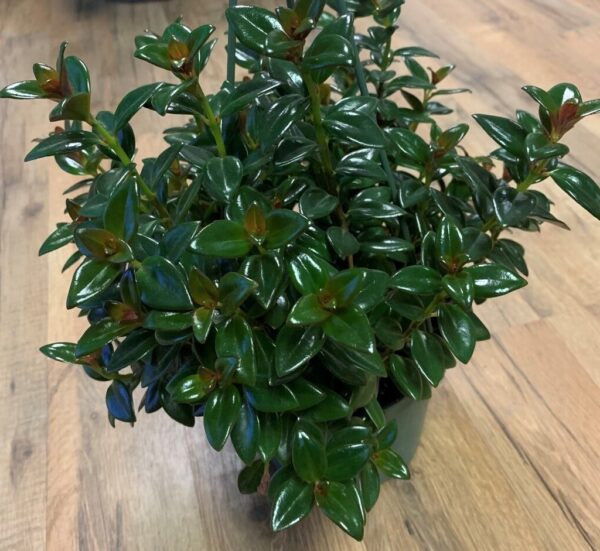 Nematanthus 'Tropicana goldfish’ - Image 3