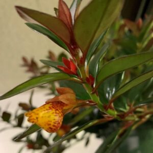 Nematanthus 'Tropicana goldfish’