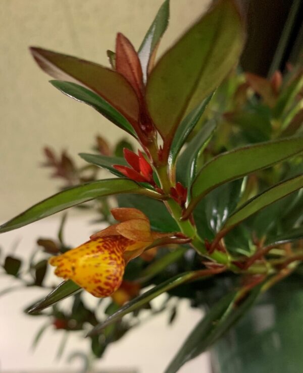 Nematanthus 'Tropicana goldfish’