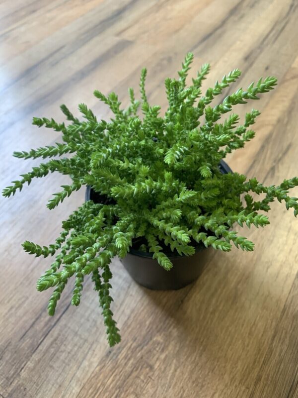 Crassula ‘Watchchain Medusa’