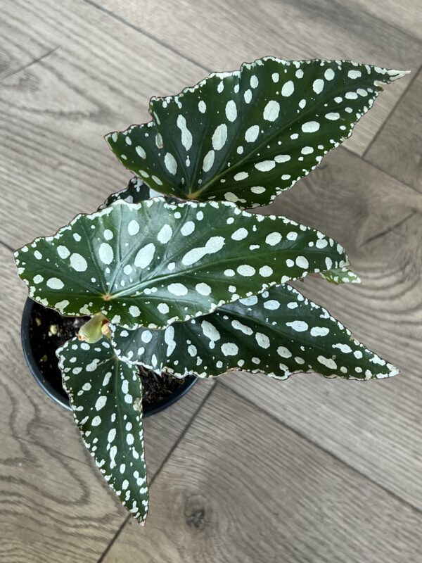 Angel Wing Begonia ‘Maculata Famingo Queen’ - Image 3