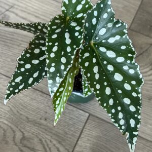 Angel Wing Begonia ‘Maculata Famingo Queen’