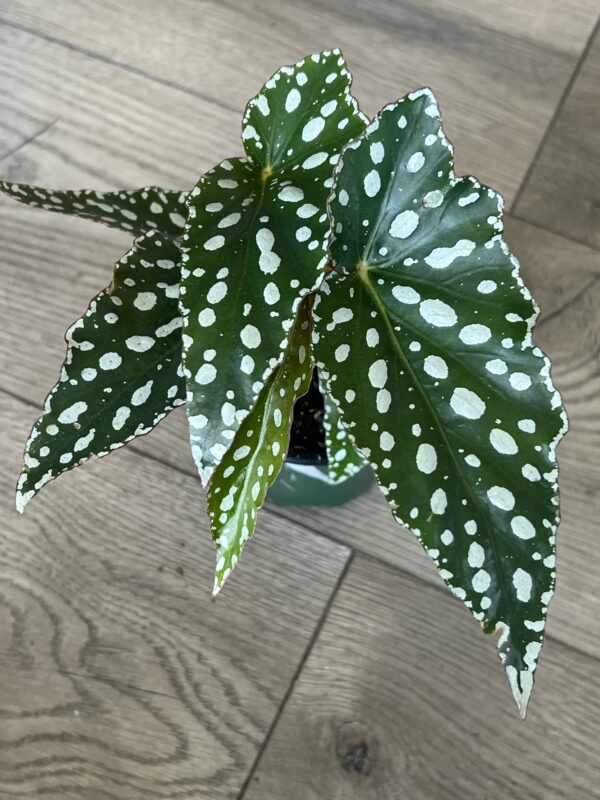 Angel Wing Begonia ‘Maculata Famingo Queen’