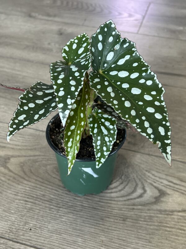 Angel Wing Begonia ‘Maculata Famingo Queen’ - Image 2