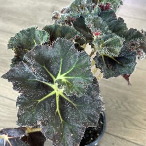 Begonia Rex ‘Carol Knight’