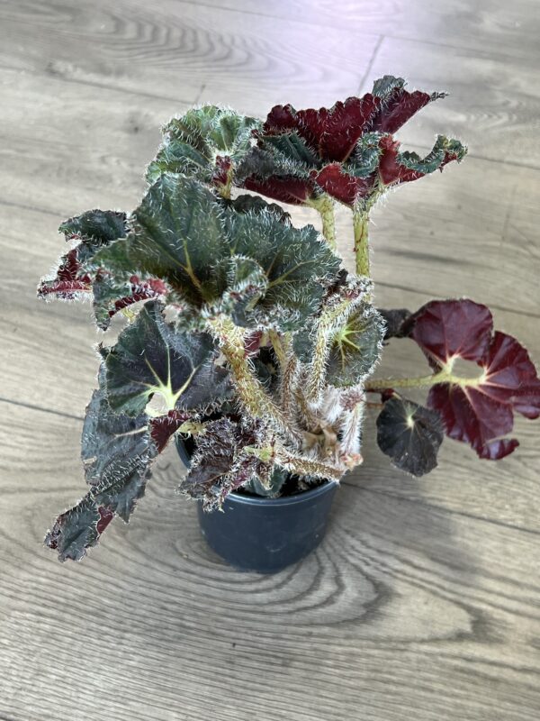 Begonia Rex ‘Carol Knight’ - Image 4