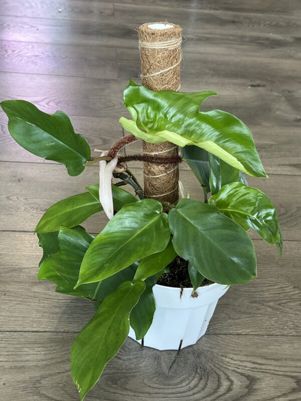 Philodendron squamiferum - Image 3