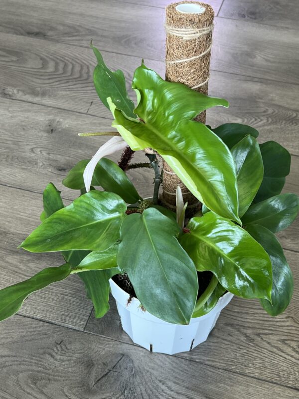 Philodendron squamiferum - Image 4