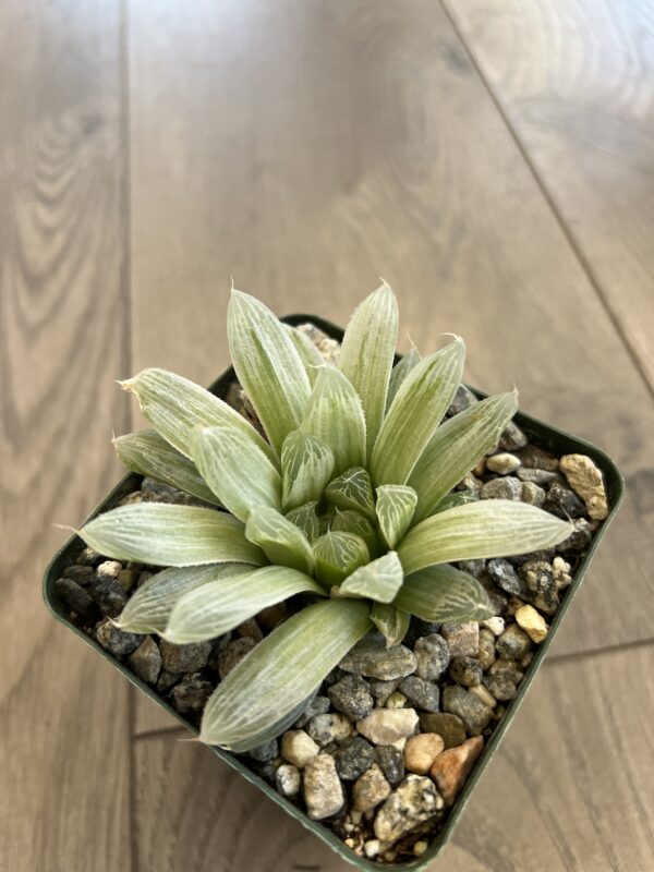 Haworthia retusa ‘White Ghost’ - Image 4
