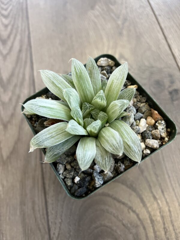Haworthia retusa ‘White Ghost’ - Image 3
