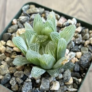 Haworthia retusa ‘White Ghost’