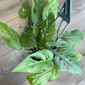 Monstera oblique var’ explilata