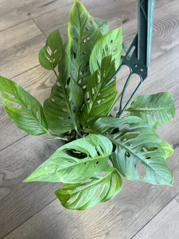 Monstera oblique var’ explilata