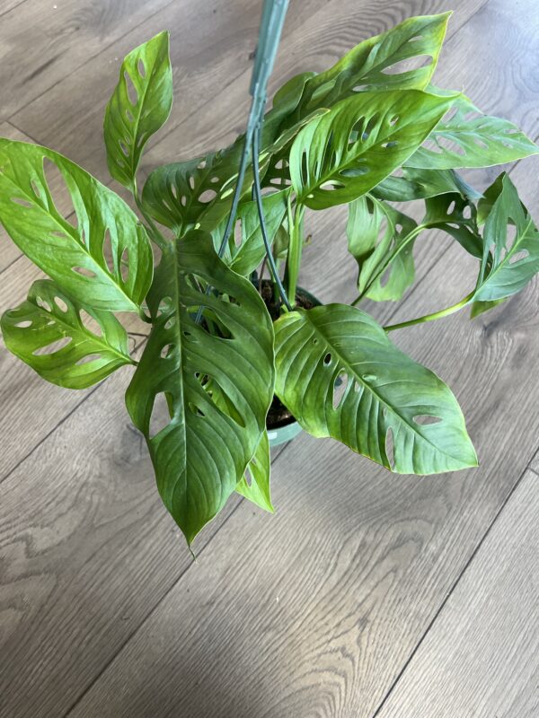 Monstera oblique var’ explilata - Image 4