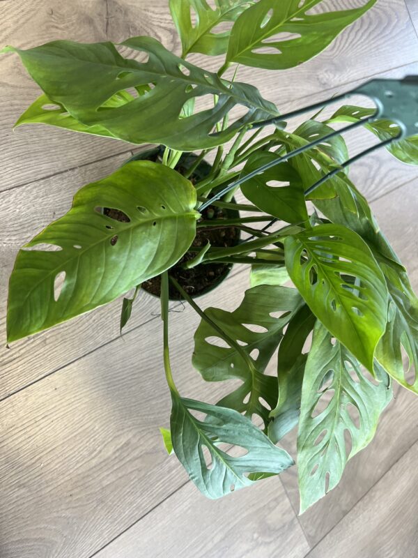Monstera oblique var’ explilata - Image 3