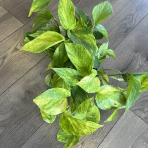 Epipremnum aur. ‘Sunshine Goddess Pothos’